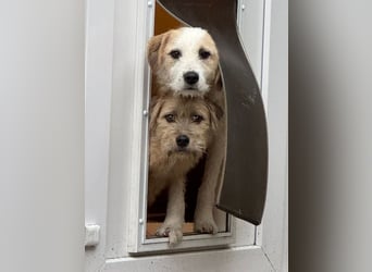 ♥MARLON♥ auf Pflegestelle bei Köln - hübscher, sehr menschenbezogener, kluger und aktiver Rüde 54 cm