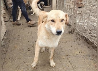 ♥NAEMI♥ ganz aufgeschlossene, verspielte, witzige Hündin 53 cm - ein echter Sonnenschein