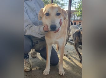 ♥RANDY♥ wunderschöner creme-weißer, anfangs noch zurückhaltender, ganz lieber Jungrüde 57 cm