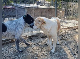 ♥CINDY♥ wunderschöne, neugierige Hündin, die noch unsicher im Umgang mit Menschen ist 54 cm