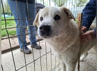 ♥FRANZ♥ ganz lieber, ruhiger, dankbarer Plüschhund, der ein Leben voller Entbehrungen hatte 52 cm