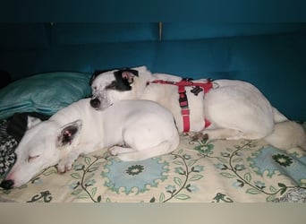 ♥KOBOLD♥ auf Pflegestelle in Essen - hübscher, ganz lieber, sensibler Hundejunge 51 cm