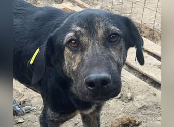 ♥SICCO♥ zu dünner, verschmuster, sehr menschenbezogener Rüde 60 cm