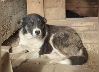 ♥RAMON♥ verschmuster, sehr menschenbezogener, ruhiger Rüde 51 cm