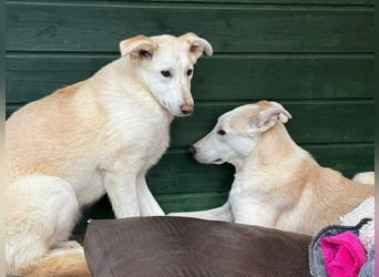 ♥SEPPI♥ auf Pflegestelle bei Köln - süßer, ganz lieber, etwas unsicherer Junior 59 cm