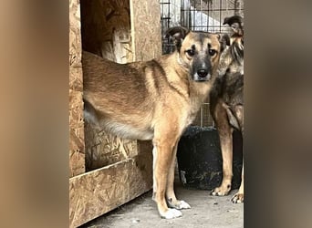 ⭐️FRIDO⭐️, schüchterner Kerl, 4,5 Jahre, 54 cm, Mischling, Tierschutz Rumänien