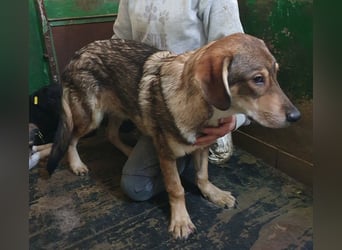 ♥MARLIN♥ ruhiger, lieber, vorsichtiger Rüde, der im Tierheim völlig überfordert ist 52 cm