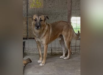 ⭐️FRIDO⭐️, schüchterner Kerl, 4,5 Jahre, 54 cm, Mischling, Tierschutz Rumänien