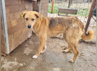 ♥LUCIA♥ süße, zarte Hündin, die vom Tierheimleben eingeschüchtert ist 54 cm
