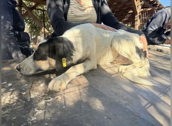 ♥LAILA♥ anfangs noch schüchterne, sehr hübsche Tricolor-Hündin mit feinen Dalmatinerflecken 51 cm