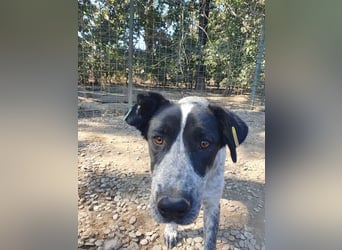 ♥NELIA♥ hübsche, weiß gepunktete, süße Hündin mit einem sensiblen, zurückhaltenden Wesen 56 cm