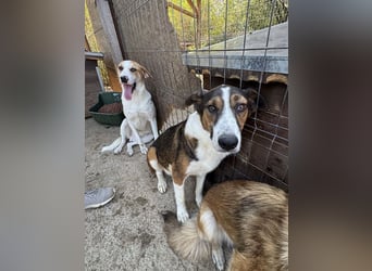 ♥MAIK♥ wunderschöner dreifarbiger, ganz lieber, noch etwas unsicherer Jungrüde 55 cm