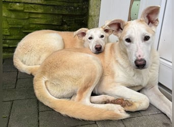 ♥SEPPI♥ auf Pflegestelle bei Köln - süßer, ganz lieber, etwas unsicherer Junior 59 cm