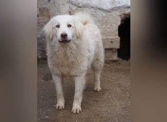⭐️DEXI⭐️, schüchterne Schönheit, Hündin, 1,5 Jahre, ca. 55cm, Mischling, Tierschutz Rumänien