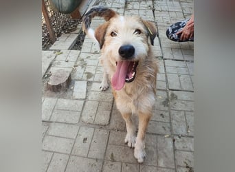 ♥CHAP♥ hübscher, ganz zutraulicher und neugieriger Gute-Laune-Hund 57 cm
