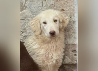 ⭐️DEXI⭐️, schüchterne Schönheit, Hündin, 1,5 Jahre, ca. 55cm, Mischling, Tierschutz Rumänien