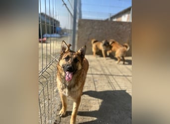 ⭐️TINNI⭐️, tolle Malinois-Mix Hündin, 1 Jahr, 53 cm, Mischling, Tierschutz Rumänien