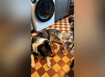 PUCKI, Husky-Border Collie-Mix, 7 Jahre, 60 cm, Pflegestelle Düsseldorf, Tierschutz