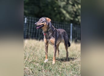 AMY, liebe Frohnatur, 2,5 Jahre, 59 cm, Mischling, Pflegestelle 57635, Tierschutz Rumänien
