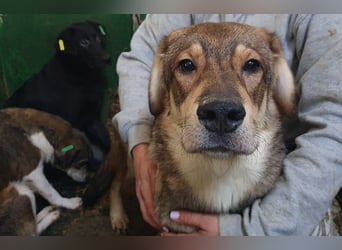 ♥MARLIN♥ ruhiger, lieber, vorsichtiger Rüde, der im Tierheim völlig überfordert ist 52 cm