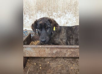 ♥MELISSA♥ unfassbar menschenbezogene, wunderschöne gestromte Junghündin - wird größer