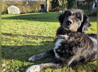 ♥SVENJA♥ neu auf Pflegest bei Leverkusen - wunderschöne, verschmuste Hündin mit längerem Fell 54cm