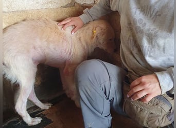 ♥MICHA♥ süßer, ganz sanfter, zurückhaltender, aber völlig erschöpfter und viel zu dünner Rüde 53 cm