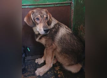 ♥MARLIN♥ ruhiger, lieber, vorsichtiger Rüde, der im Tierheim völlig überfordert ist 52 cm