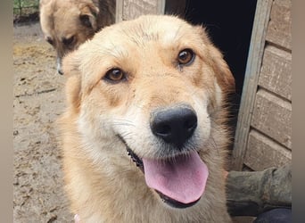 ♥NAEMI♥ ganz aufgeschlossene, verspielte, witzige Hündin 53 cm - ein echter Sonnenschein