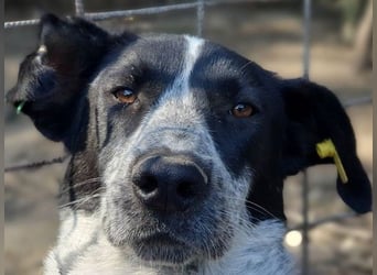 ♥NELIA♥ hübsche, weiß gepunktete, süße Hündin mit einem sensiblen, zurückhaltenden Wesen 56 cm