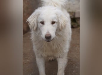 ⭐️DEXI⭐️, schüchterne Schönheit, Hündin, 1,5 Jahre, ca. 55cm, Mischling, Tierschutz Rumänien