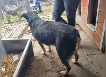 ♥KNOSPE♥ unterwürfige, ganz liebe und herzliche Hundedame 56 cm