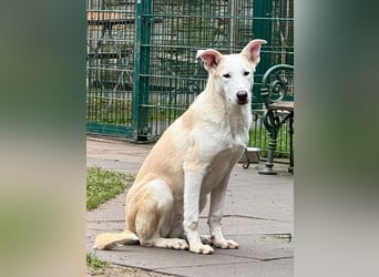 ♥SEPPI♥ auf Pflegestelle bei Köln - süßer, ganz lieber, etwas unsicherer Junior 59 cm