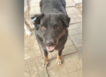 ♥RABAN♥ ganz menschenbezogener, sehr liebenswerter Rüde mit den schicken Stiefeln 57cm