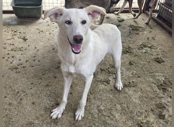 ♥BIANCA♥ fröhliche, verspielte und verschmuste Junghündin, die sich nach Zuwendung sehnt 55 cm