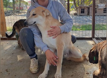 ♥RANDY♥ wunderschöner creme-weißer, anfangs noch zurückhaltender, ganz lieber Jungrüde 57 cm