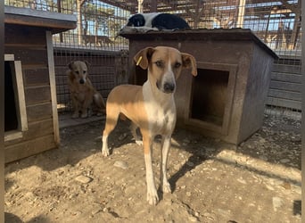 ♥OLIVIA♥ zuckersüße, sehr liebe Hündin, die im Tierheim anfangs noch vorsichtig ist 59 cm