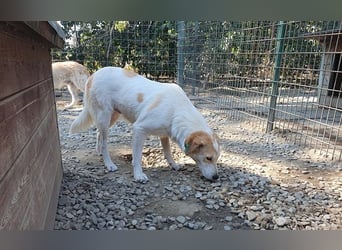 ♥CINDY♥ wunderschöne, neugierige Hündin, die noch unsicher im Umgang mit Menschen ist 54 cm