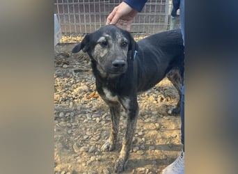 ♥SICCO♥ zu dünner, verschmuster, sehr menschenbezogener Rüde 60 cm