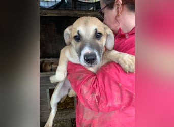 ♥BONNIE♥ zuckersüße, verspielte Junghündin, die schnell ausreisen sollte - wird größer