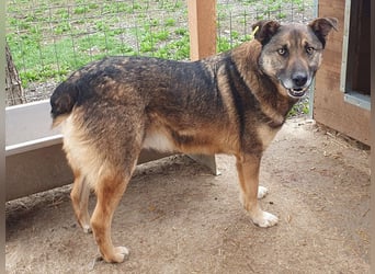 ♥NANDO♥ wunderbarer, ganz aufgeschlossener Rüde - eine wahre Frohnatur 53 cm