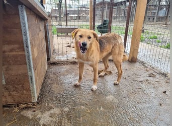 ♥LUCIA♥ süße, zarte Hündin, die vom Tierheimleben eingeschüchtert ist 54 cm