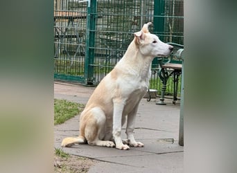 ♥SEPPI♥ auf Pflegestelle bei Köln - süßer, ganz lieber, etwas unsicherer Junior 59 cm