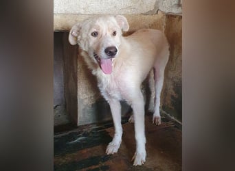 ♥MICHA♥ süßer, ganz sanfter, zurückhaltender, aber völlig erschöpfter und viel zu dünner Rüde 53 cm