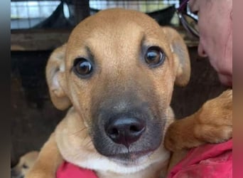 ♥KLAUSI♥ zuckersüßer, zarter, ganz lieber, verspielter Junghund -wird mittelgroß