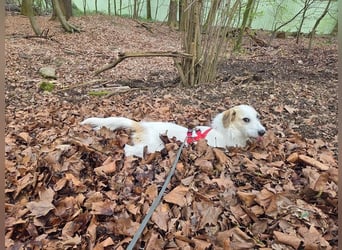 ♥MARLON♥ auf Pflegestelle bei Köln - hübscher, sehr menschenbezogener, kluger und aktiver Rüde 54 cm