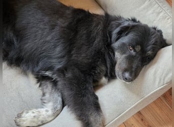 ♥SVENJA♥ neu auf Pflegest bei Leverkusen - wunderschöne, verschmuste Hündin mit längerem Fell 54cm