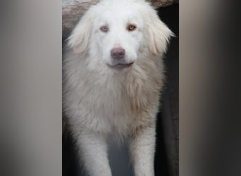 ⭐️DEXI⭐️, schüchterne Schönheit, Hündin, 1,5 Jahre, ca. 55cm, Mischling, Tierschutz Rumänien