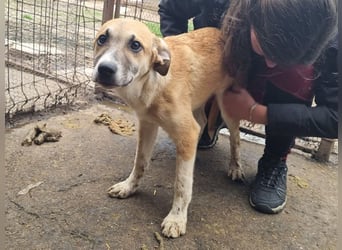 ♥BONNIE♥ zuckersüße, verspielte Junghündin, die schnell ausreisen sollte - wird größer