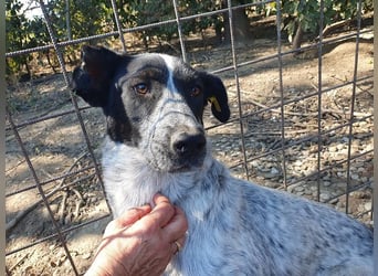 ♥NELIA♥ hübsche, weiß gepunktete, süße Hündin mit einem sensiblen, zurückhaltenden Wesen 56 cm